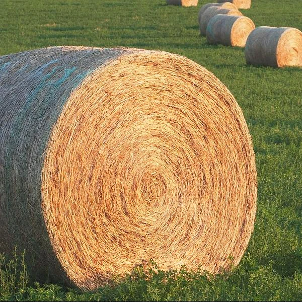 ALFALFA HAY  & ALFAFA PELLETS BULK SELLERS