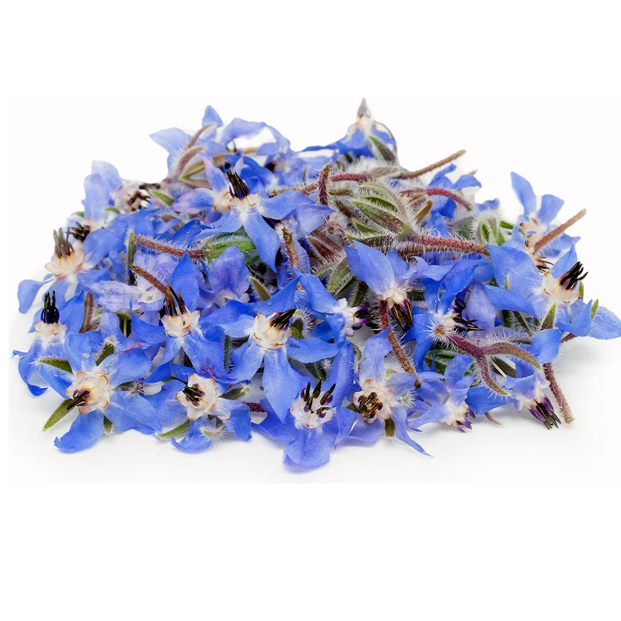 Borage Carrier Oil Bulk Export From China at Best Price 100% Pure And Natural Organic Carrier and Base Oil Supply