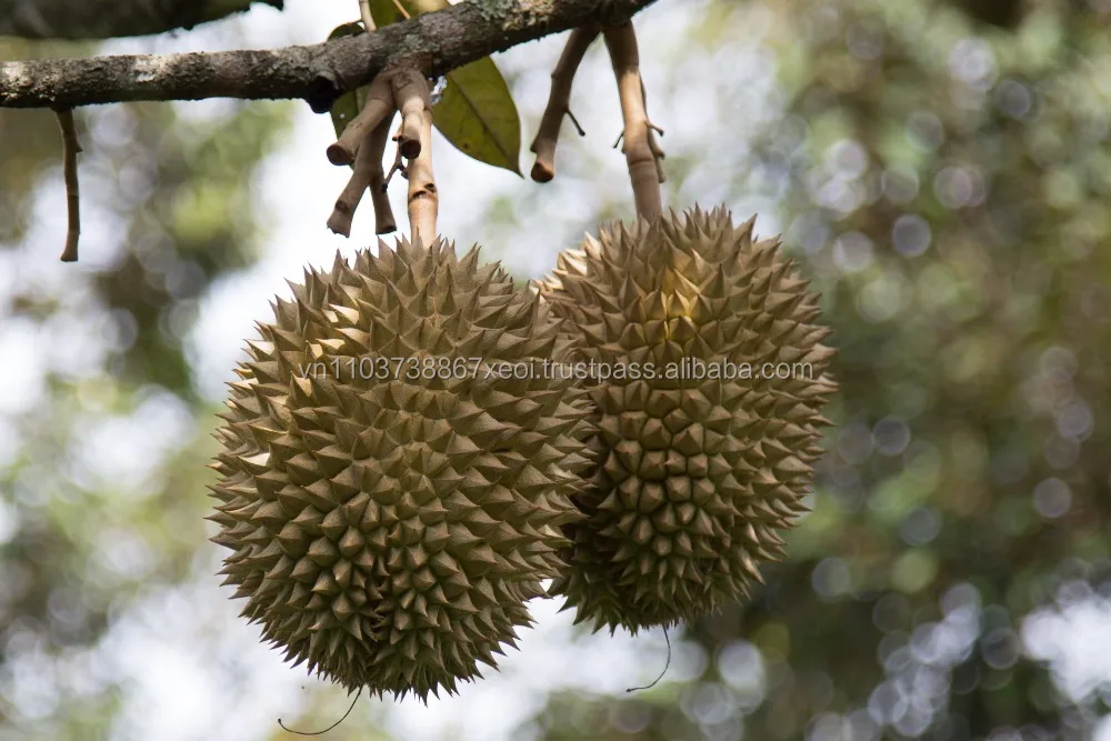 Wholesale for fresh durian with the highest export quality Ms Holiday +84 845 639 639