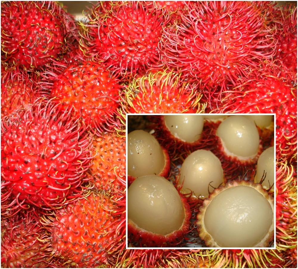 Fresh rambutan / Canned rambutan export standard
