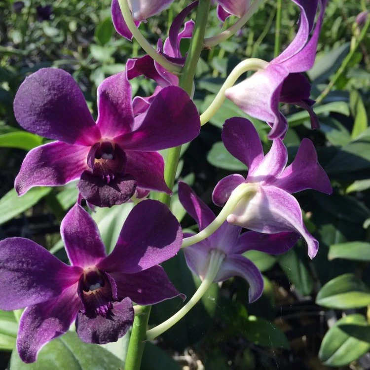 
Den. Blue fox tail td 
