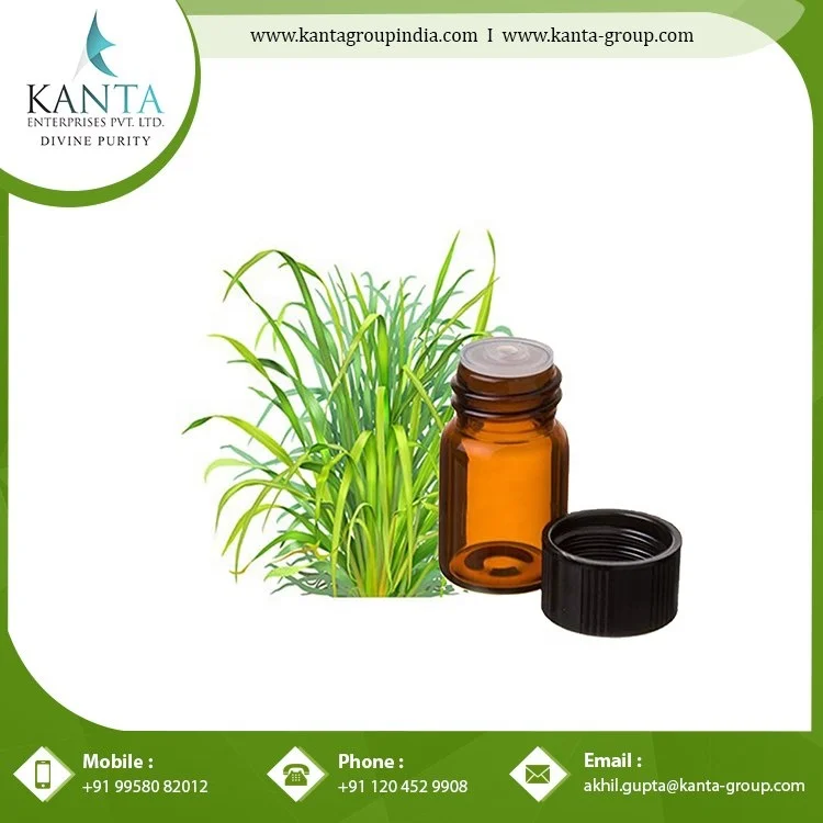 Natural Citronella Java Oil Perfume Making Citronella Oil Aroma Essential Citronella Oil From India