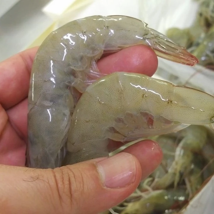 
White Shrimp (Penaeus Vannamei) HOSO 