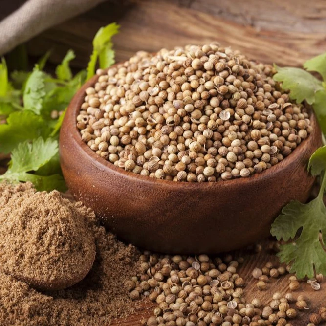 
Coriander Seed From Turkey 
