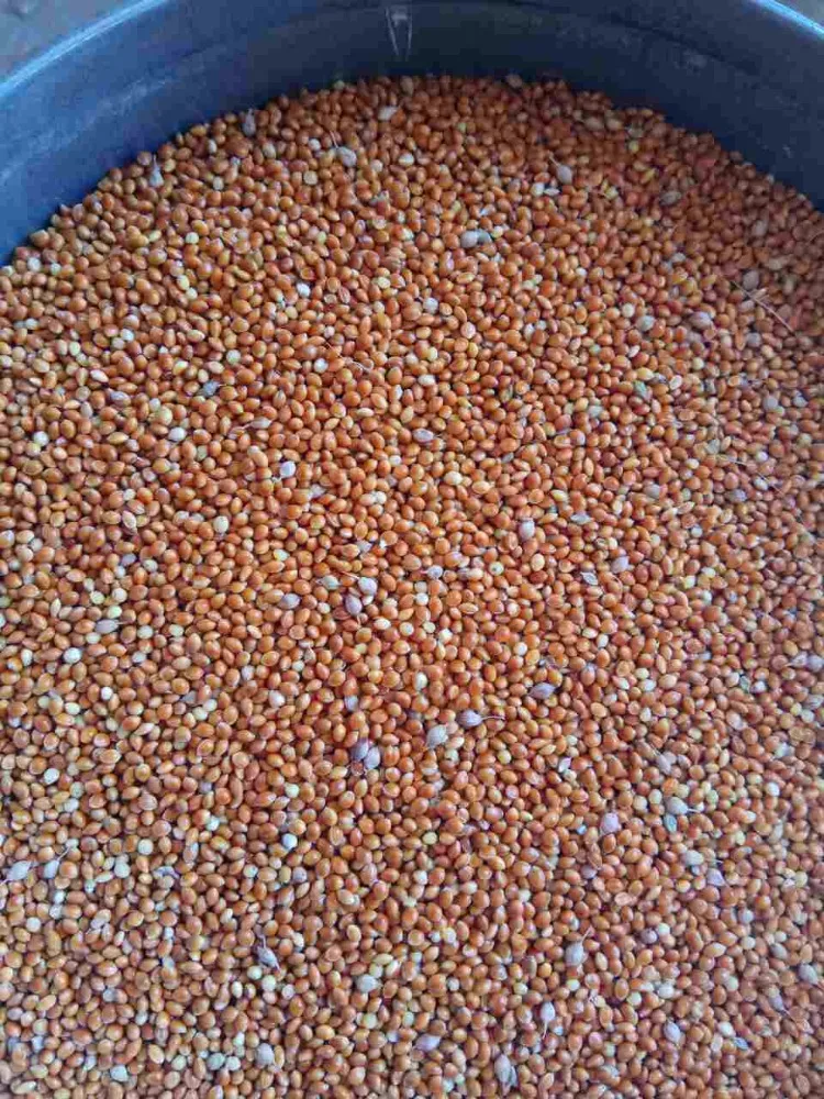 
Best Selling Wholesale Bird Feed Seeds Of Ukrainian origin Red Millet for Birds 