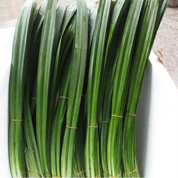 
HIGH QUALITY PANDANUS LEAVES EXTRACT POWDER 