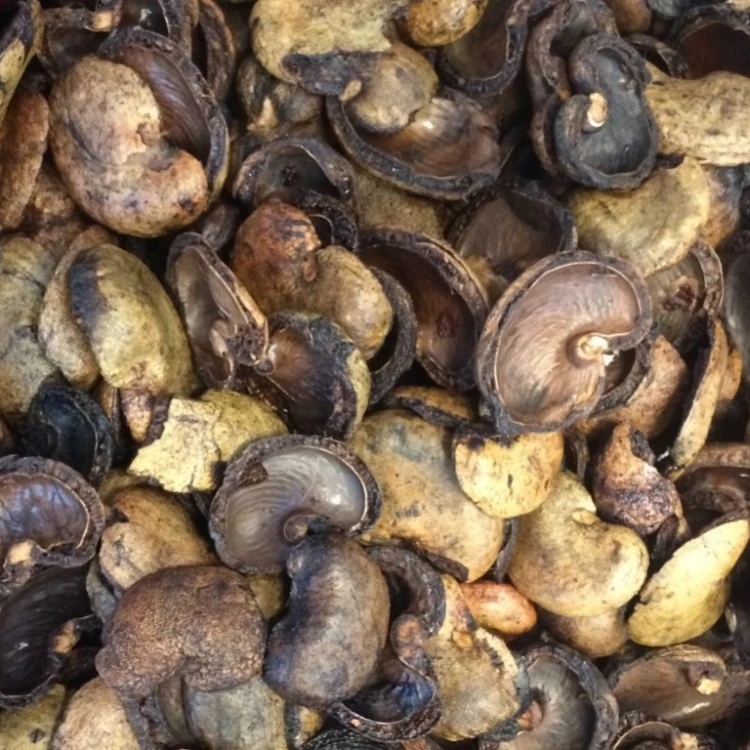 Сырая оболочка ореха кешью (WHATSAPP: + 84 163 267 5494)