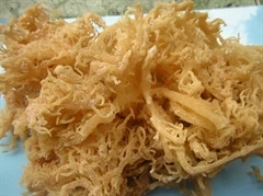 
VIETNAM COTTONII SEAWEED/COTTONII FOR CARRAGREENAN/WHATSAPP +84 845639639 