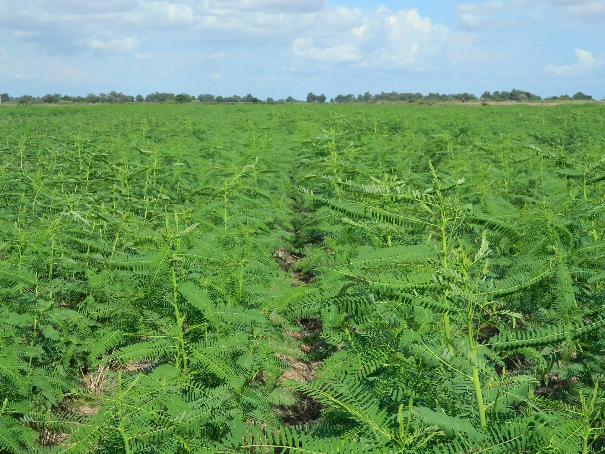 
Sesbani Sesban Seeds 