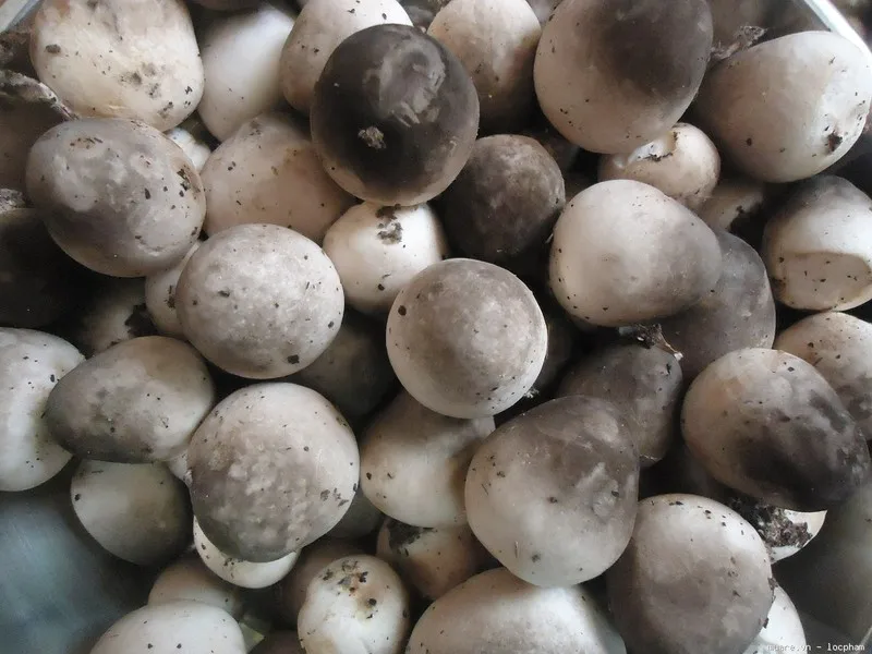 WHOLESALE FRESH STRAW MUSHROOM IN BULK (Whatsapp: +84 845 639 639) in 2021