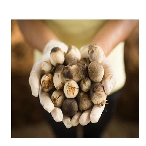 
TOP QUALITY! OFFER VIETNAMESE FROZEN STRAW MUSHROOM WITH HIGH QUALITY AND BEST PRICE 