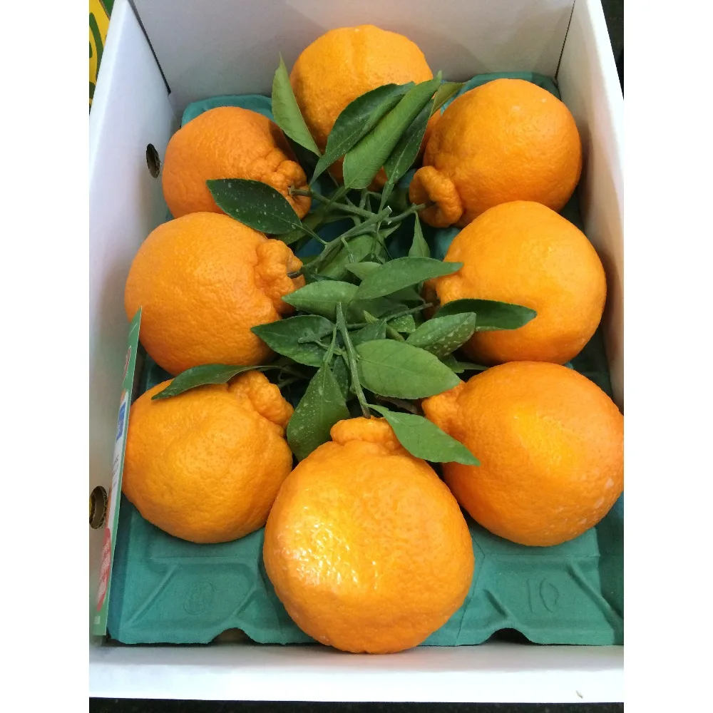 Best Sweet Natural Name All Fresh Citrus Fruits with Good Price