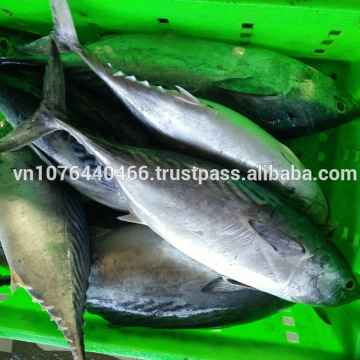 Замороженный тунец Бонито WR_Auxis thazard