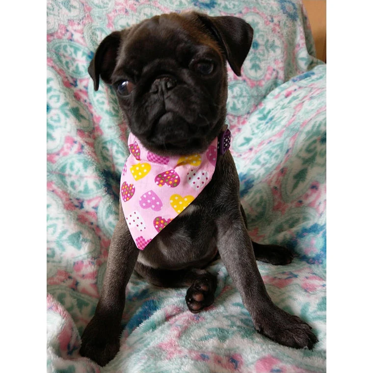 Dog Bandana Red Colorful Printed Cotton Dogs Bandanas Christmas bandana for dog for Pets Manufacturer wholesaler Best Price