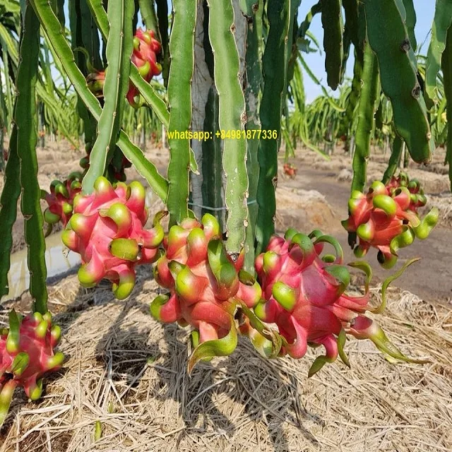 Свежие фрукты RED DRAGON, высокое качество