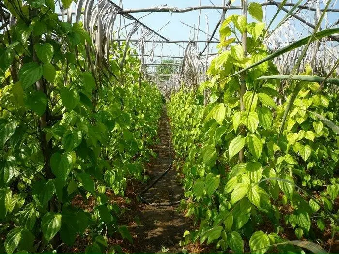
Fresh Betel Leaves or Piper betel - popular plant in Viet Nam with the best price 