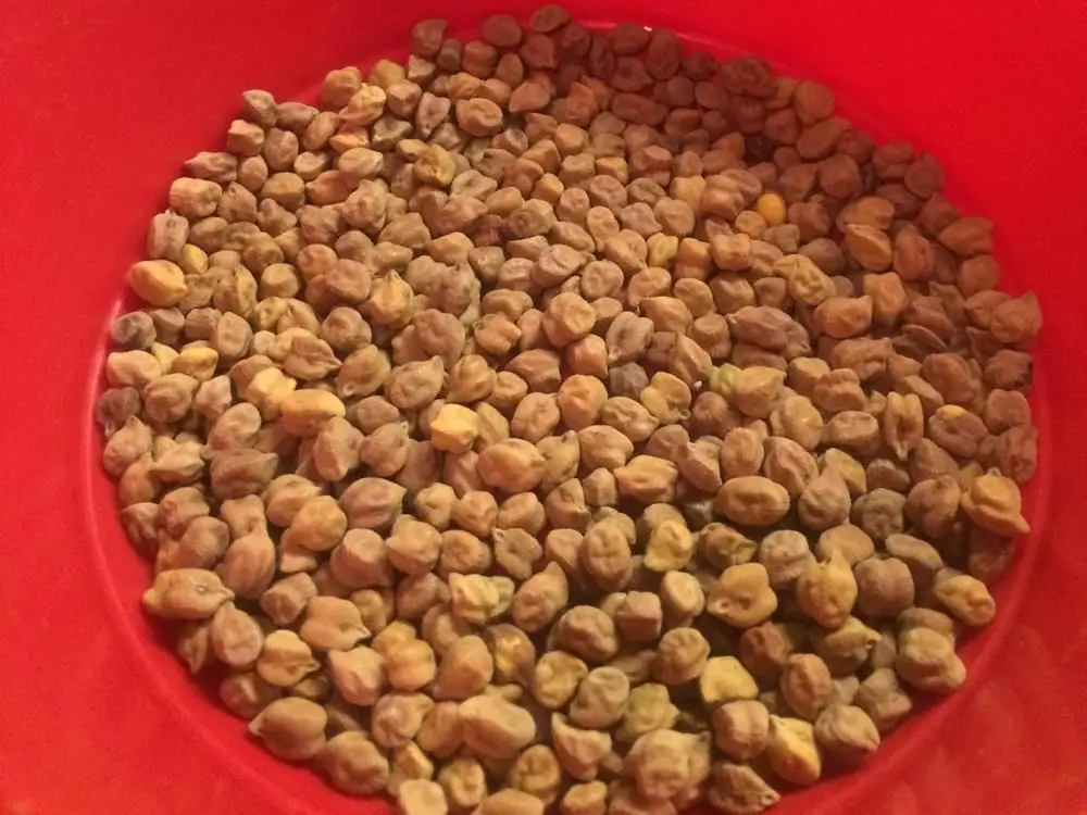 
CHANA FROM NIK-MAY EXPORTS LLP INDIA 