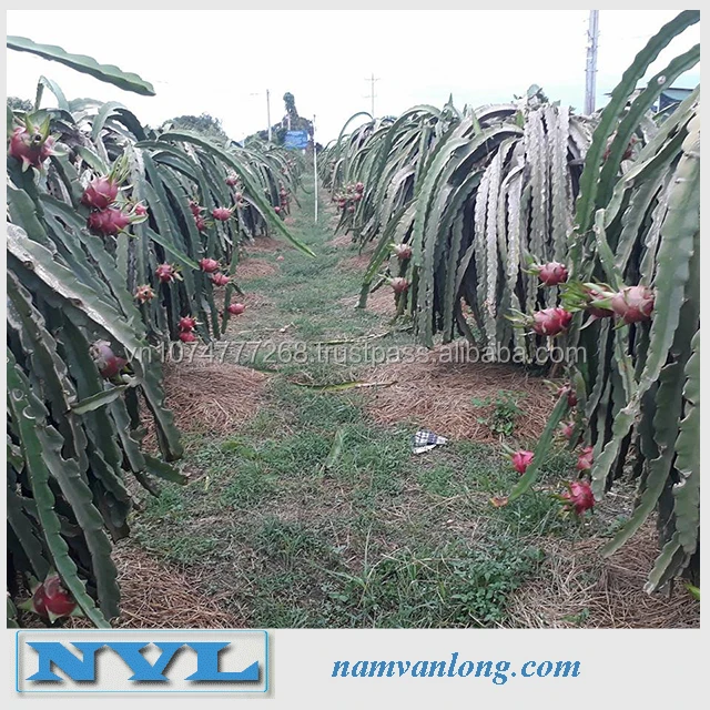 FRESH DRAGON FRUIT WITH HIGH QUALITY & THE BEST PRICE