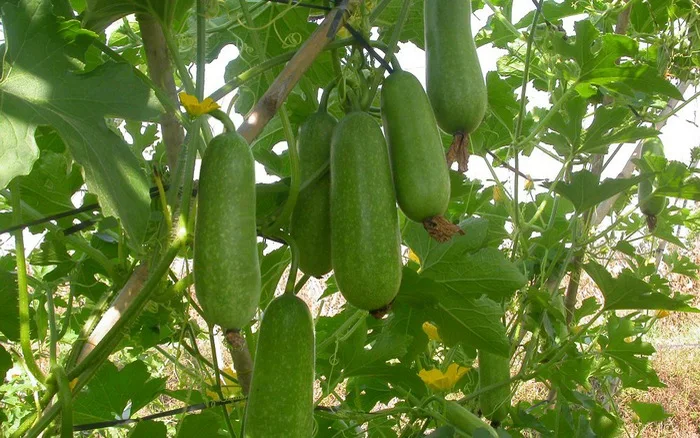 
HIGH QUALITY FRESH WINTER MELON in 2020 