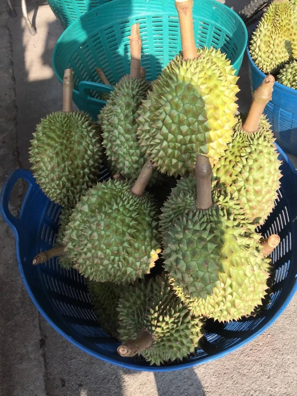
Premium Fresh Durian 