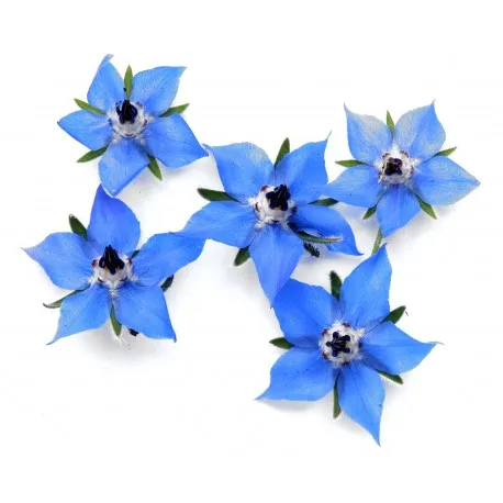 Borage Carrier Oil Bulk Export From China at Best Price 100% Pure And Natural Organic Carrier and Base Oil Supply