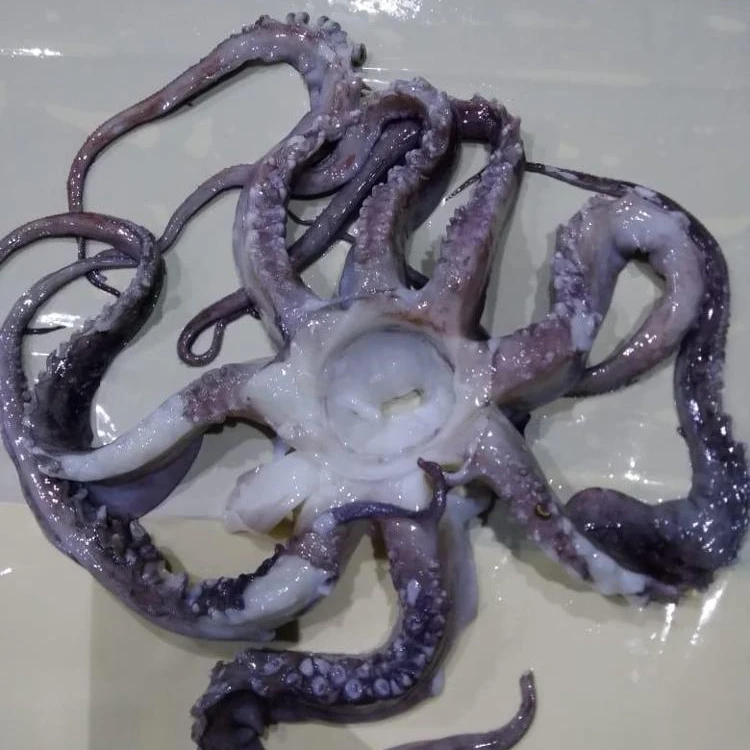 Giant Squid Tentacles