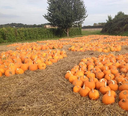 Pure and Natural Fresh Pumpkin/Pumpkin Extract Powder/Fresh Pumpkins