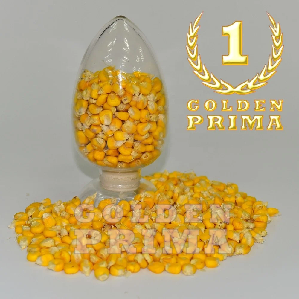 
Yellow Corn Grain 