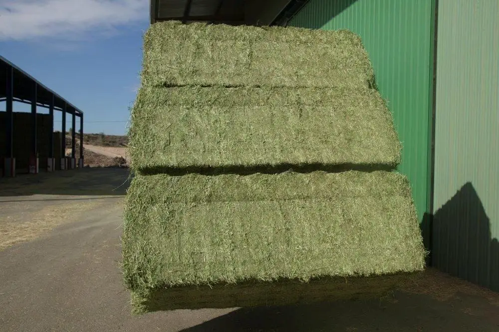 
Alfalfa Medicago sativa 