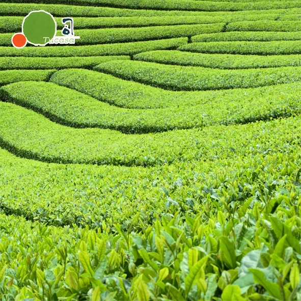 
Japanese high quality delicious sencha 