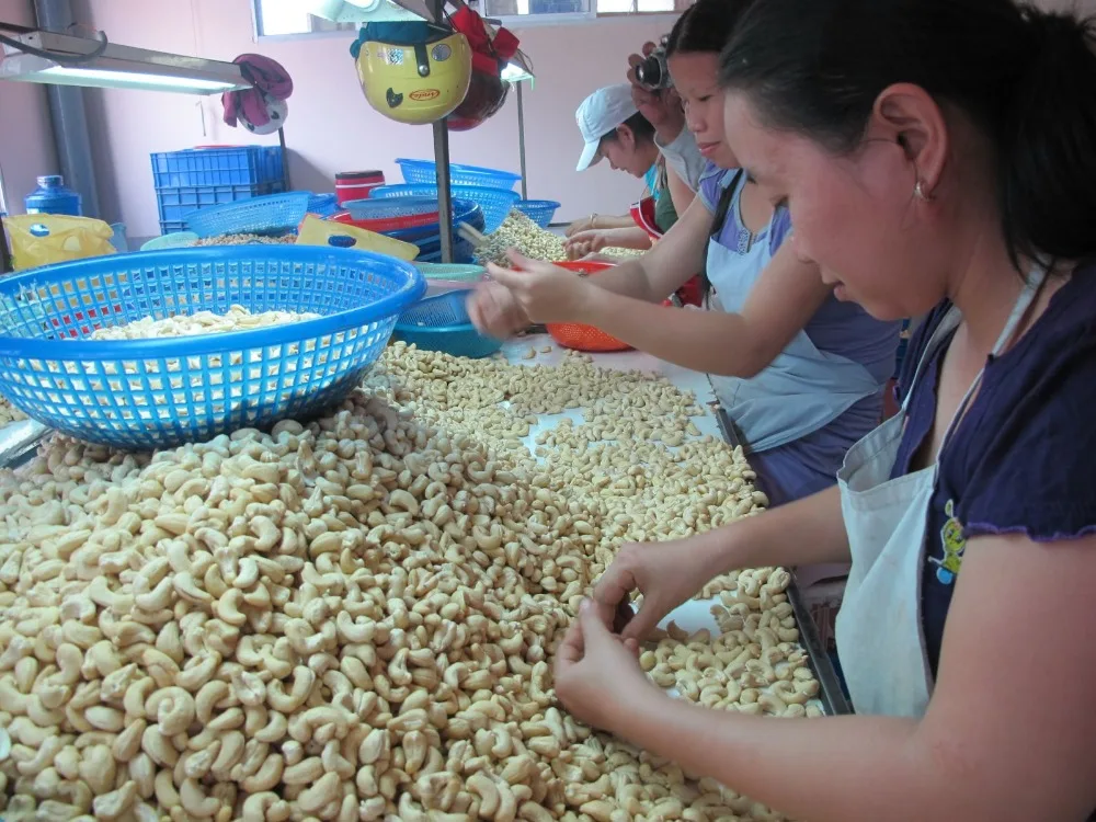 Vietnam Cashew kernels W240, W320, W450
