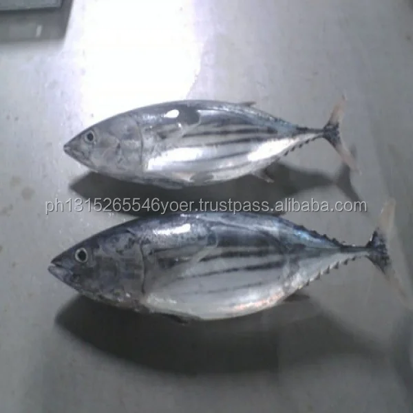 Original Sea frozen bonito skipjack tuna whole round tuna fish 3-4kg