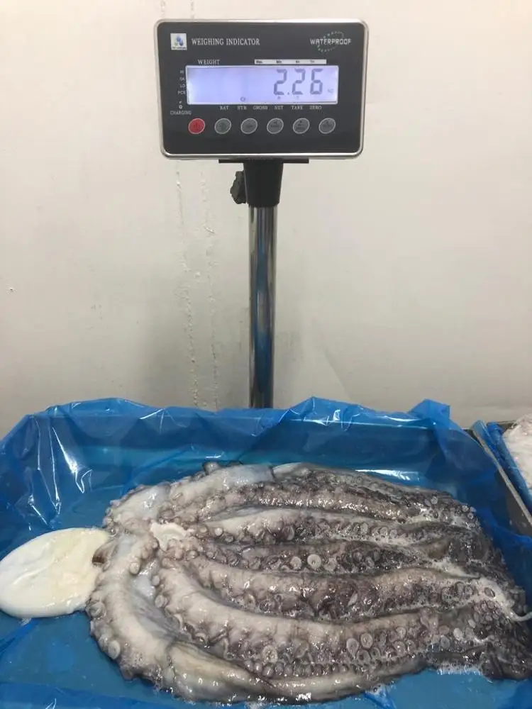 Необработанный замороженный Полный Круглый Осьминог (вытянутый)-страна-Чили