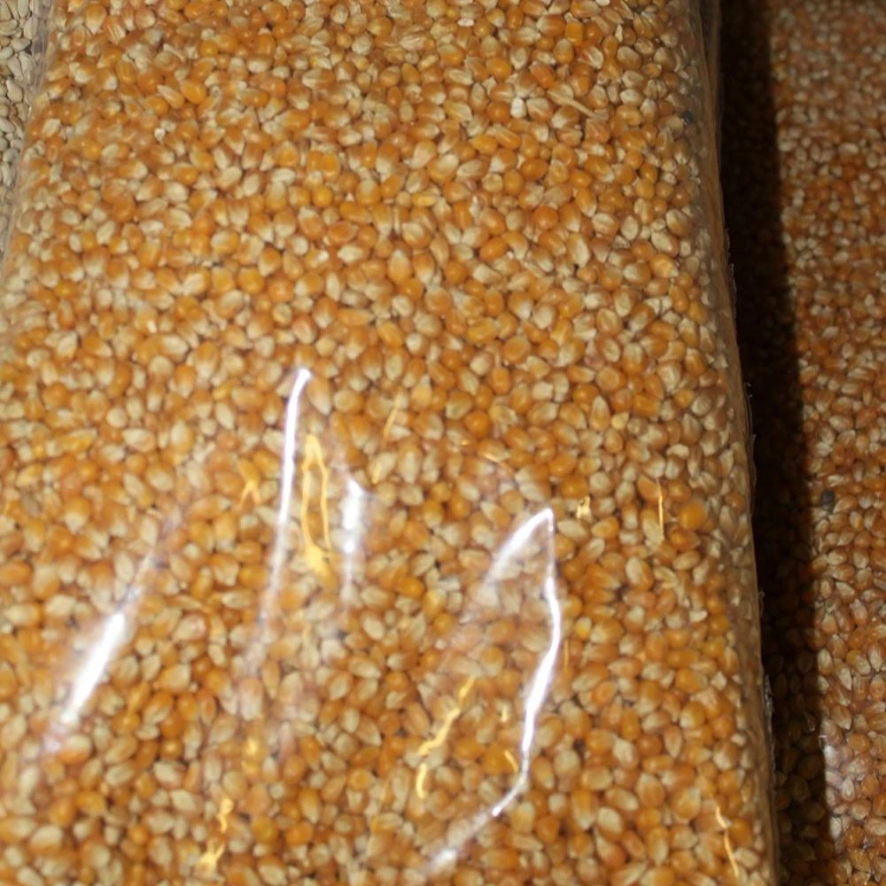 South African  Yellow Corn, Popcorn Exporters