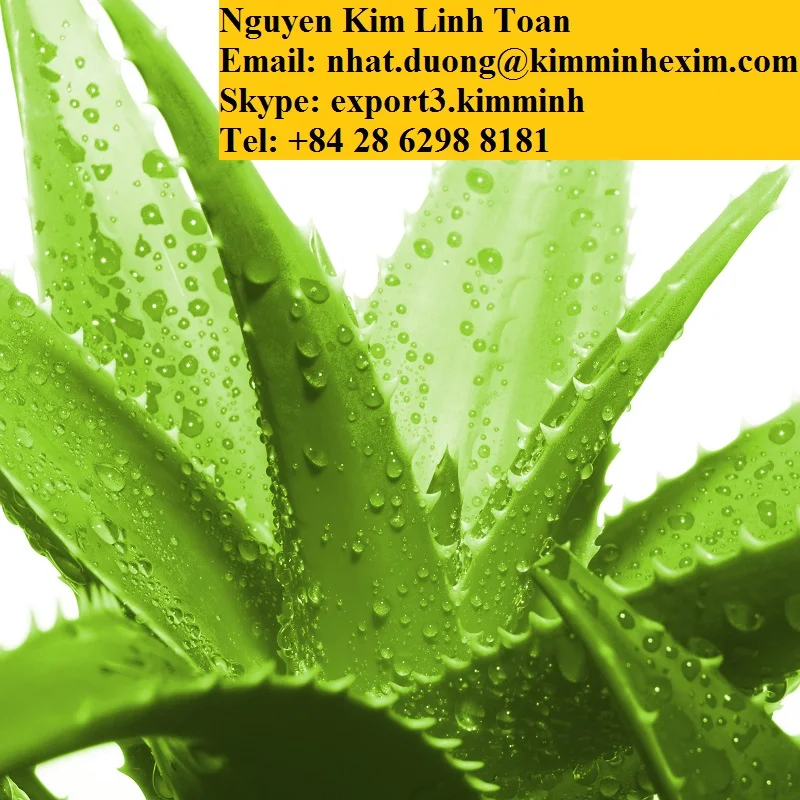 ALOE VERA LEAVES