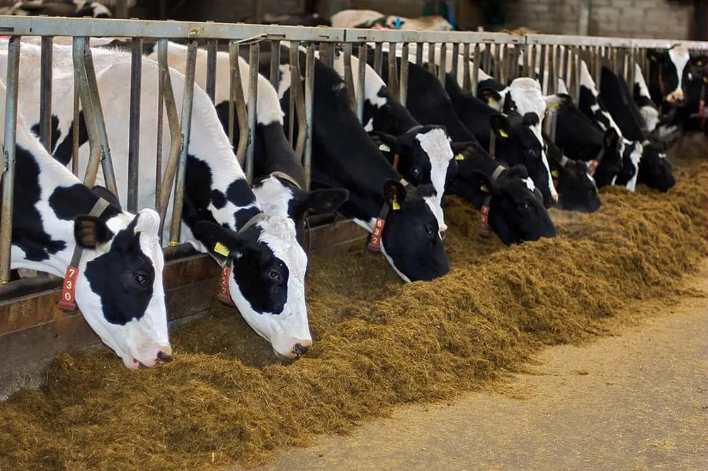 Organic Cow Feed