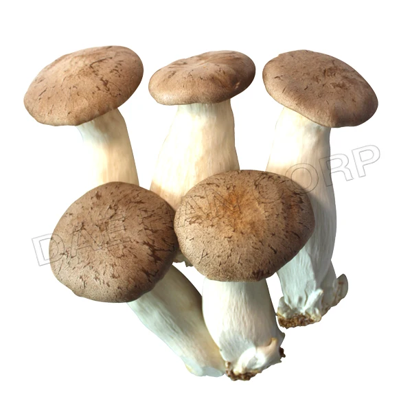 King Oyster Mushroom