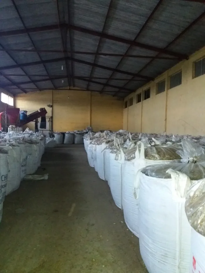 Стебли кукурузы для корма крупного рогатого скота-обезвоженная Кукуруза для силоса-силажи для крупного рогатого скота WHATSAPP 0084 845639639