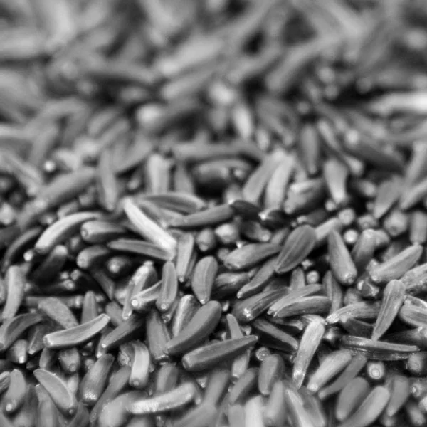 2021 Best Selling Niger Seeds