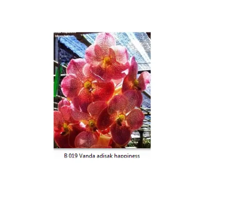 
B 019 Vanda Adisak happiness 