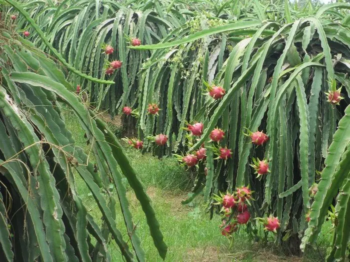 High quality fresh dragon fruit/ Red and white dragon fruit