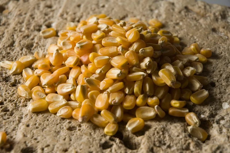 Sangli Origin New Crop Yellow Maize