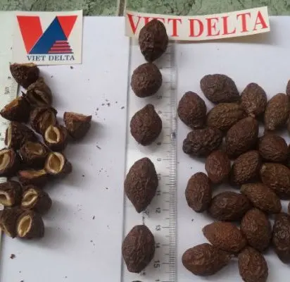 Sterculia lychnophora/орех мальвы Вьетнам/сушеный Мальва-Ms. Esther (WhatsApp: 84 963590549)