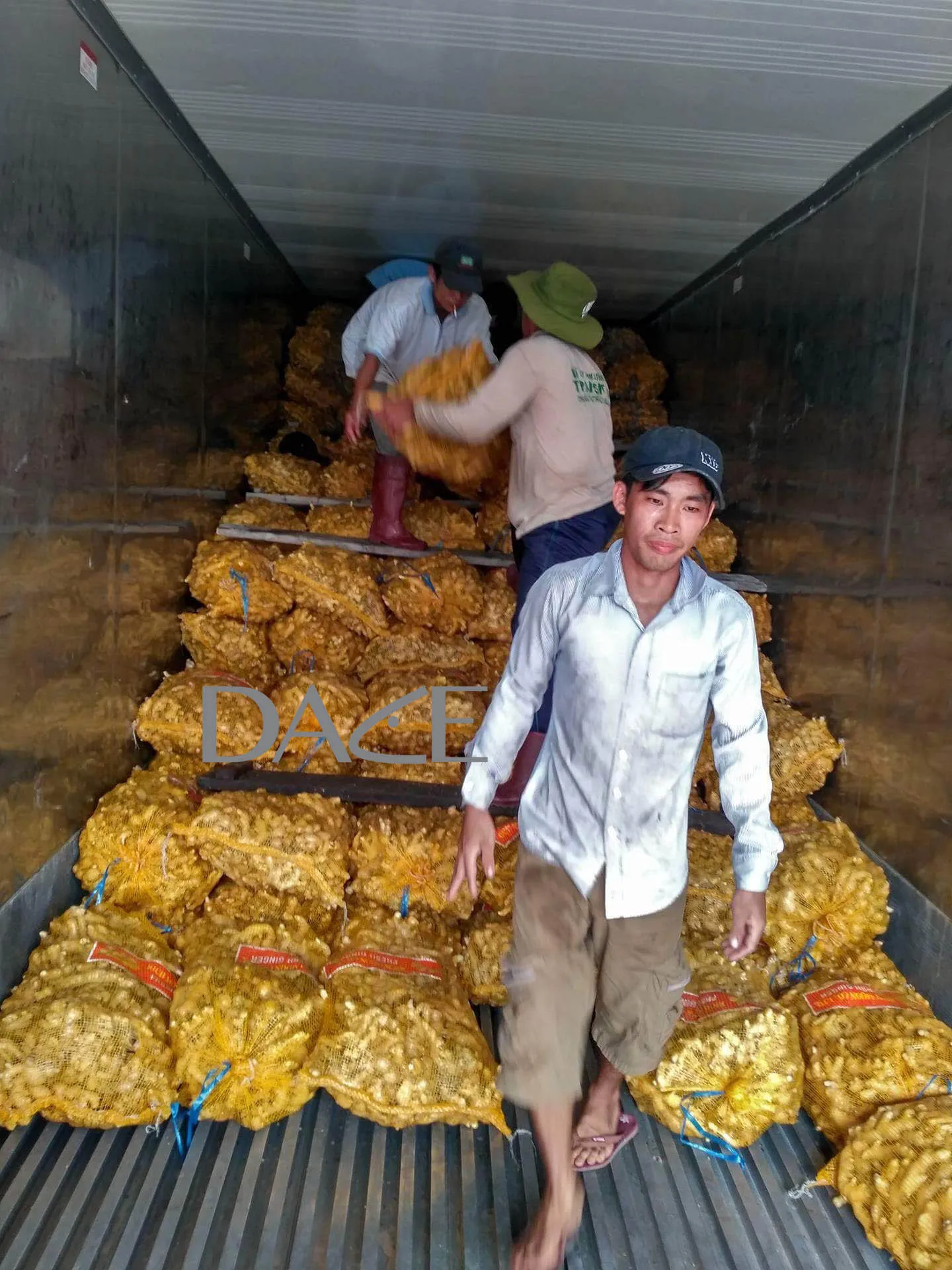 HIGH QUALITY VIETNAM ORGANIC FRESH GINGER EXPORTING JAPANESE KOREAN EU MARKET