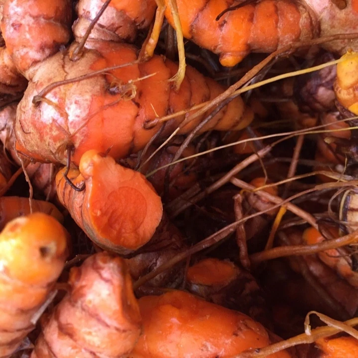  Свежая красная куркума по лучшей цене из Вьетнама