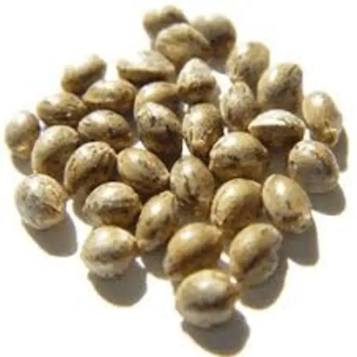 
Premium Grade Natural Hulled Hemp Seed Shelled Hemp Seeds for sale 