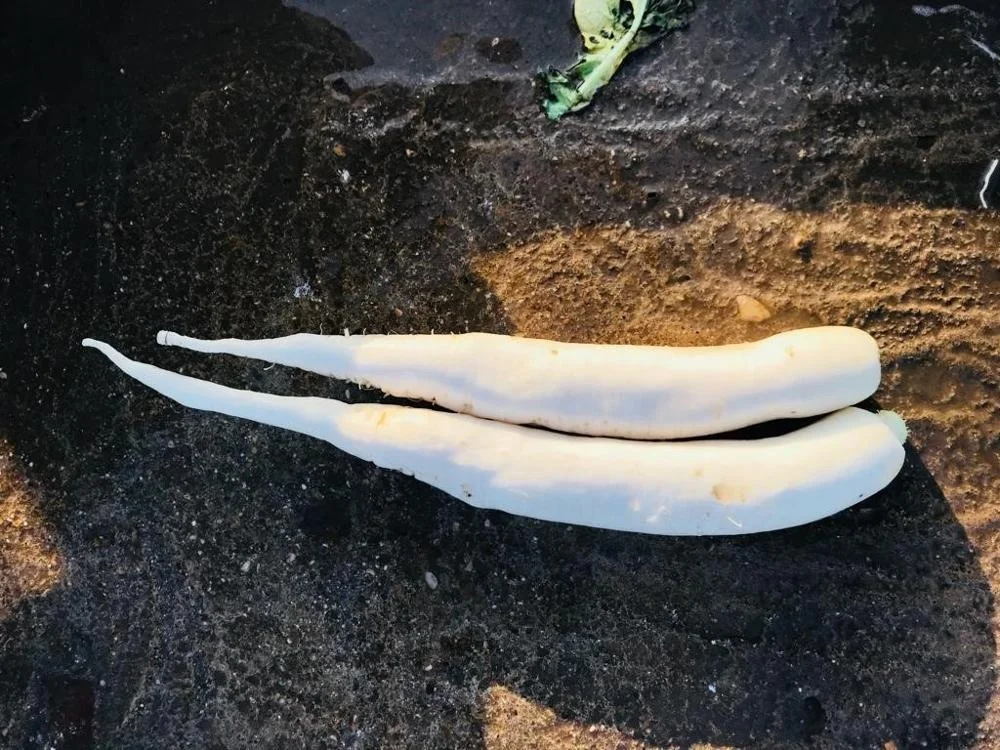 
Hybrid Radish Mino Early Long White Seeds 