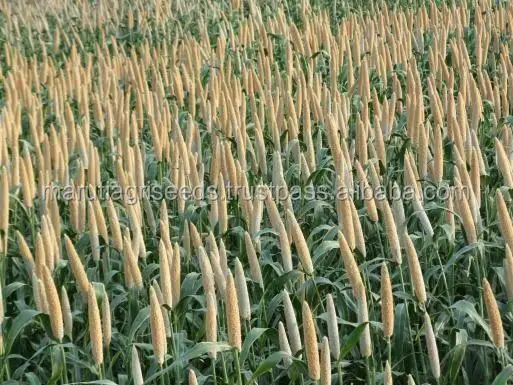 Exporter Of Hybrid Bajara Seeds For French Guyana