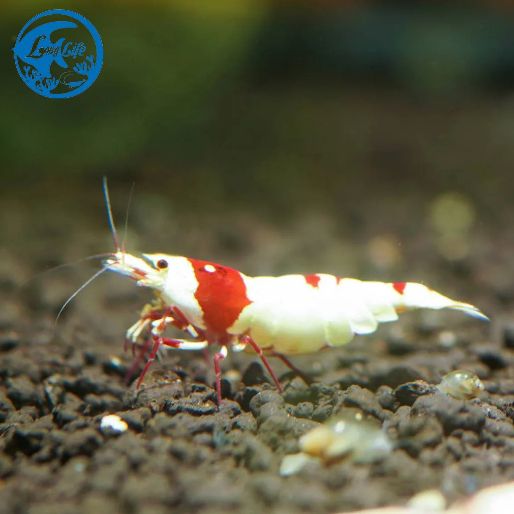 Crystal Red Shrimp high grade CBS decoration for Freshwater Aquarium