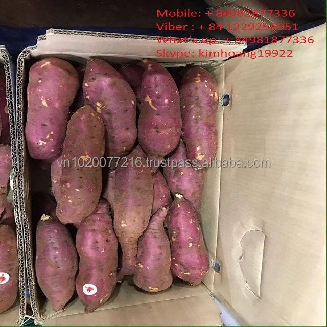 Vietnam sweet potato